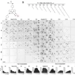 Key to unlocking the secret of degenerative brain disorders found