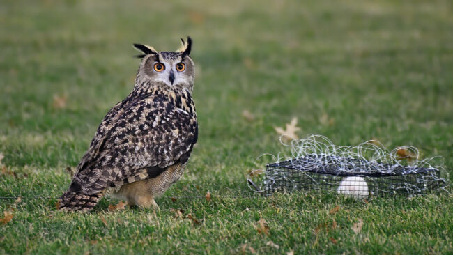 Flaco the owl on a lawn next to a trap. 