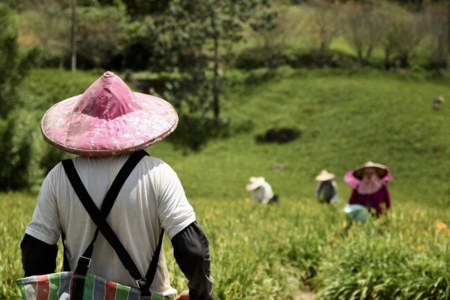 farmers work in a field