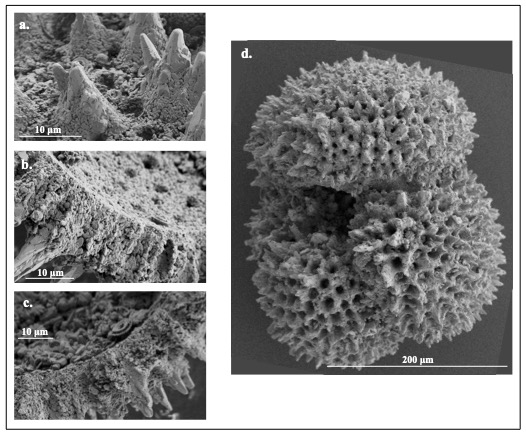 Images of microscopic marine shelled creatures