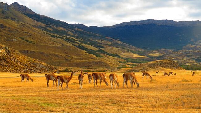 Herd of guanacos with mountains in distance