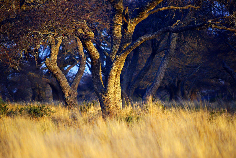 Trees in a dark park