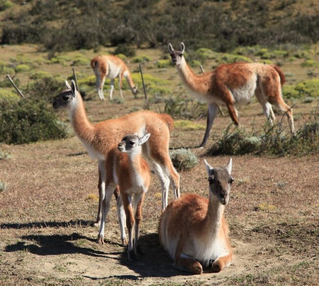 Herd of guanacos sit in a park