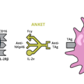 Tetraspecific B/NK cell better than T cell engagers