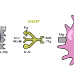 Tetraspecific B/NK cell better than T cell engagers