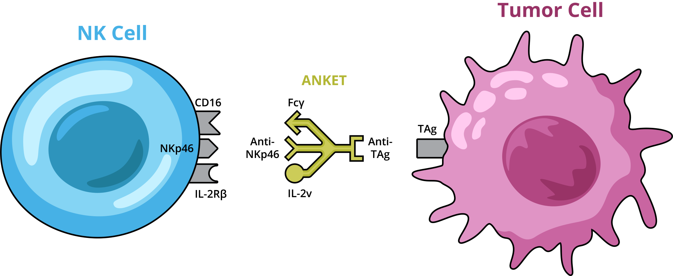 Tetraspecific B/NK cell better than T cell engagers