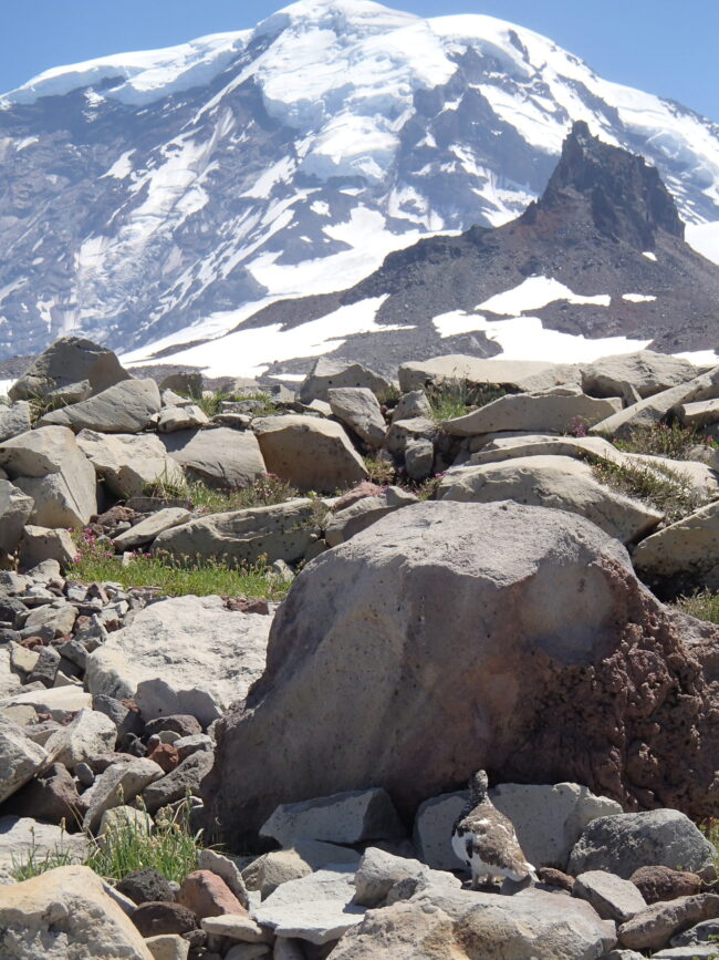 Bird on rocks with snowy views in background