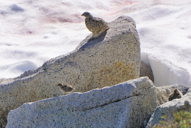 A bird on rock with two baby birds