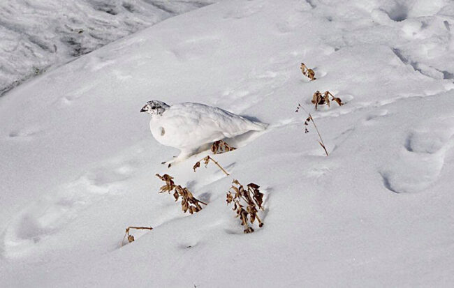 Whit bird in snow