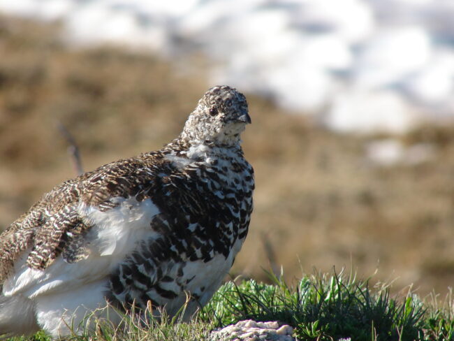 bird sits with snow in background