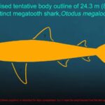 Megalodon’s Size and Shape Reveal Insights into Aquatic Vertebrate