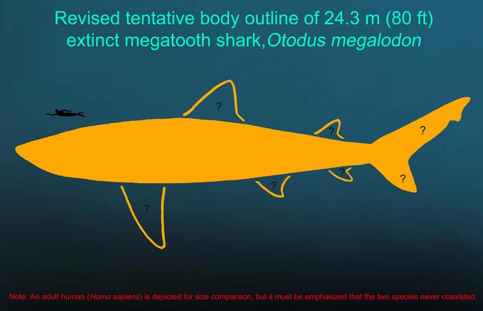 Megalodon’s Size and Shape Reveal Insights into Aquatic Vertebrate