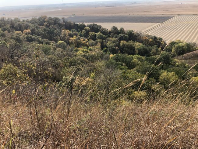 Grasses and trees with dry land in distance
