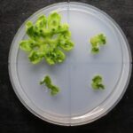 Ancient Root Development Gene Predates Roots Themselves