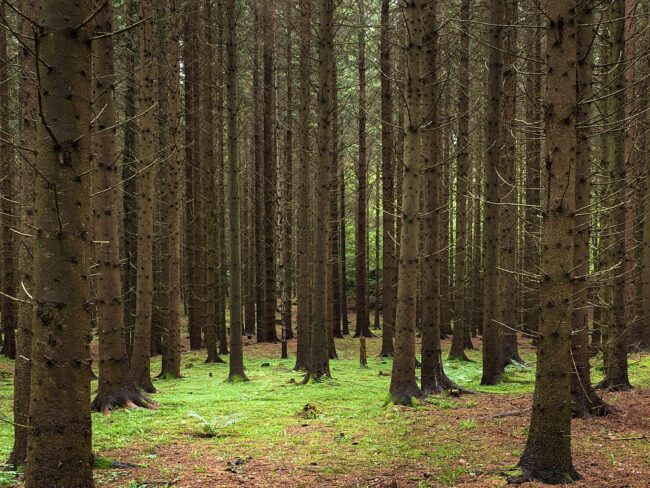 Trees