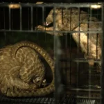 Africa's pangolin crisis: The delicacy that's driving a species to the brink