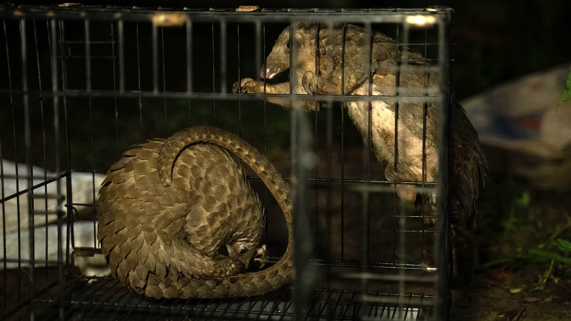 Africa's pangolin crisis: The delicacy that's driving a species to the brink