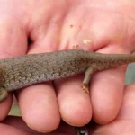 Can these endangered lizards beat the heat? Scientists test bold relocation plan