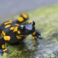 Extreme weather is wiping out amphibians—Here’s where it’s worst