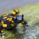 Extreme weather is wiping out amphibians—Here’s where it’s worst