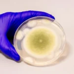 From cursed tomb fungus to cancer cure: Aspergillus flavus yields potent new drug