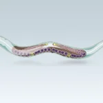 Frozen in time: Transparent worms keep genes in sync for 20 million years
