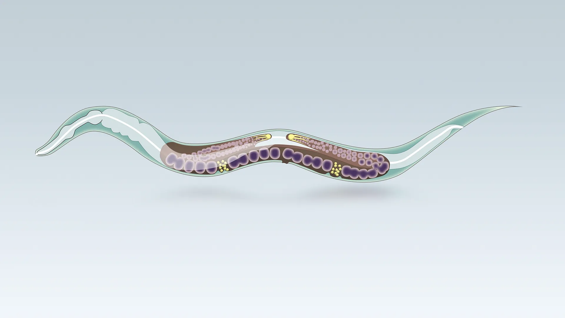 Frozen in time: Transparent worms keep genes in sync for 20 million years