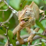 How madagascar’s lizards became the island’s last hope for reforestation