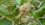How madagascar’s lizards became the island’s last hope for reforestation