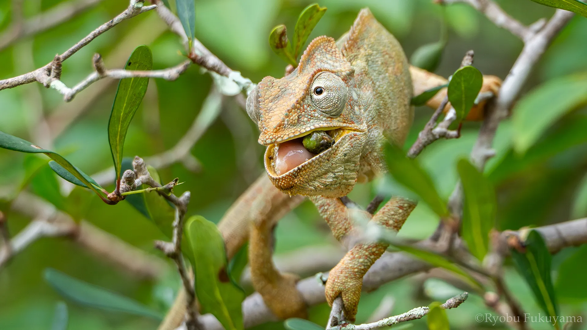 How madagascar’s lizards became the island’s last hope for reforestation