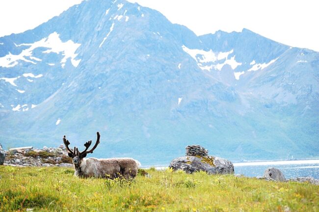 Reindeer in grass with mountains in the distance