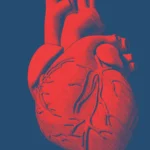Lexeo to help launch spinout around RNA drugs for the heart
