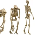 Mammals didn't walk upright until late—here's what fossils reveal