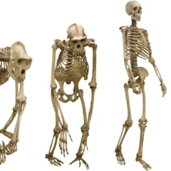 Mammals didn't walk upright until late—here's what fossils reveal