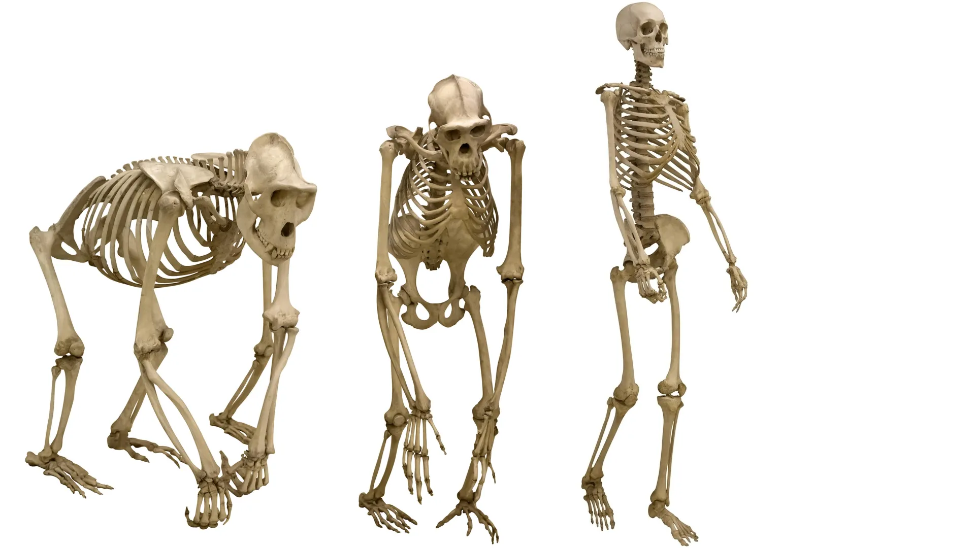Mammals didn't walk upright until late—here's what fossils reveal