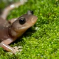 Monster salamander with powerful jaws unearthed in Tennessee fossil find