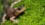 Monster salamander with powerful jaws unearthed in Tennessee fossil find