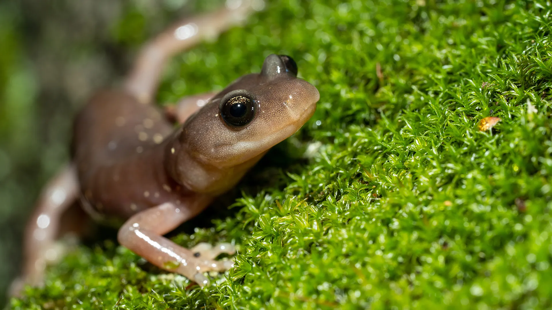 Monster salamander with powerful jaws unearthed in Tennessee fossil find