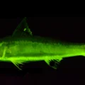 Rainbow reefs revealed: The secret 112-million-year saga of glowing fish