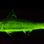 Rainbow reefs revealed: The secret 112-million-year saga of glowing fish