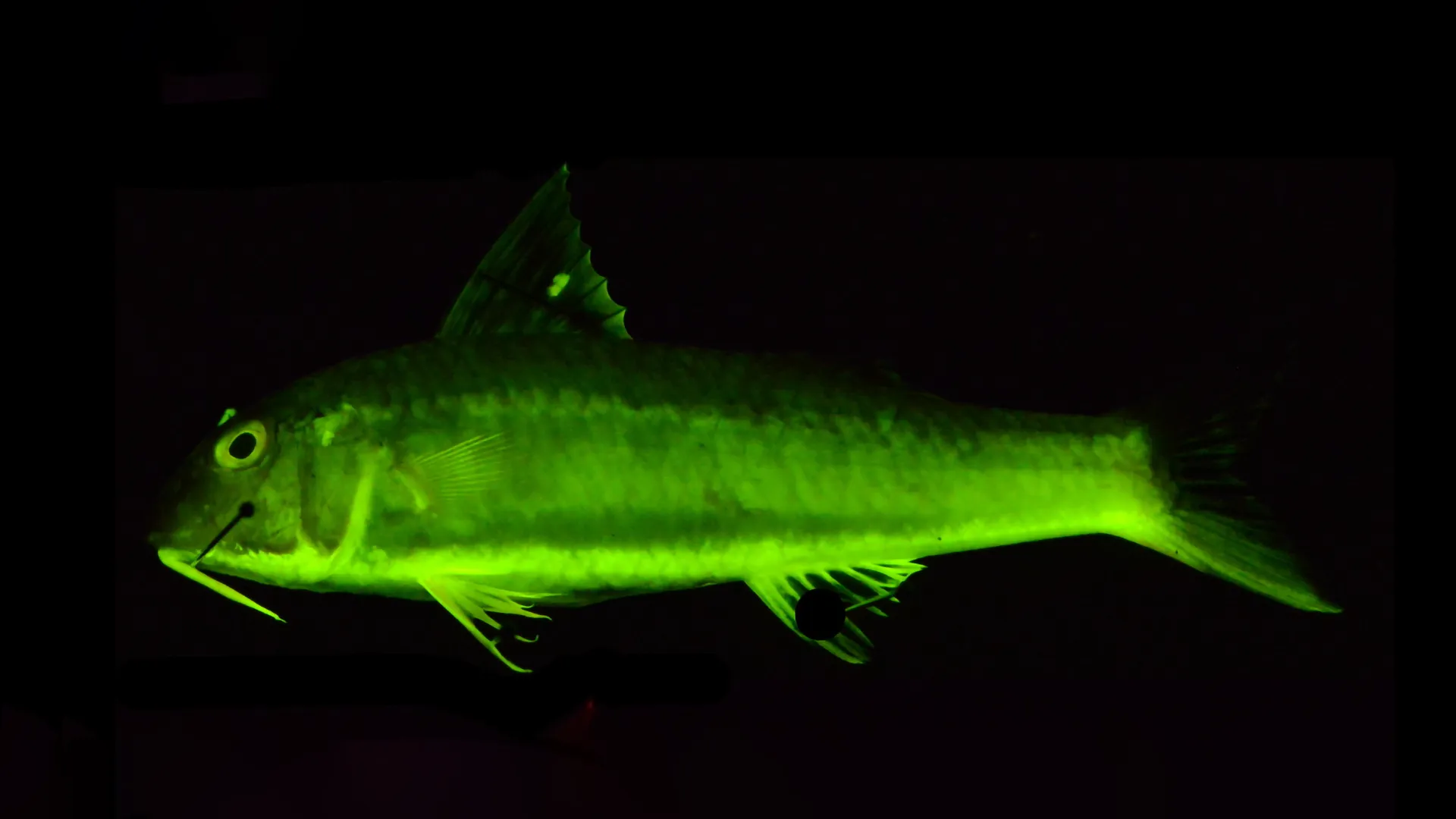 Rainbow reefs revealed: The secret 112-million-year saga of glowing fish