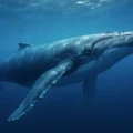 Satellite tracking of 12,000 marine animals reveals ocean giants are in trouble