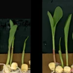 Scientists find immune molecule that supercharges plant growth