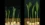 Scientists find immune molecule that supercharges plant growth