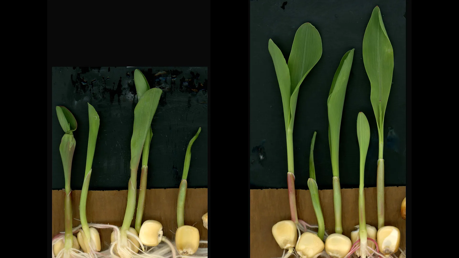 Scientists find immune molecule that supercharges plant growth