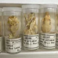 Skull study shows Chicago's rodents are rapidly evolving