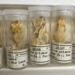 Skull study shows Chicago's rodents are rapidly evolving