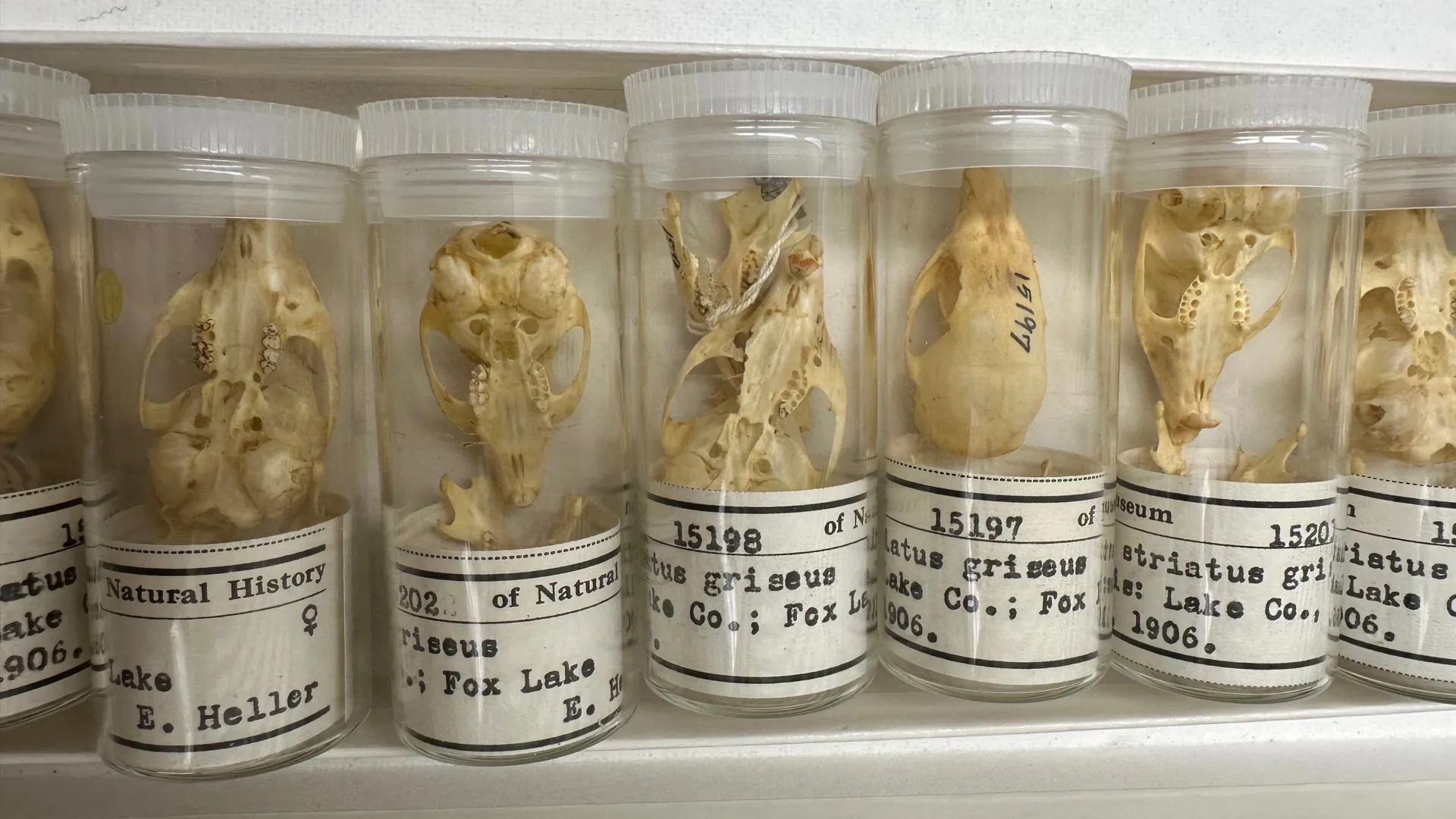 Skull study shows Chicago's rodents are rapidly evolving