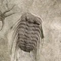 These 545-million-year-old fossil trails just rewrote the story of evolution