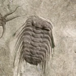 These 545-million-year-old fossil trails just rewrote the story of evolution